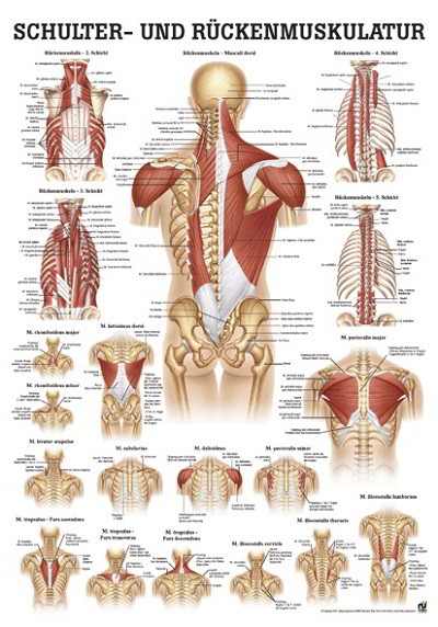 Lehrtafel - Schulter und Rückenmuskulatur