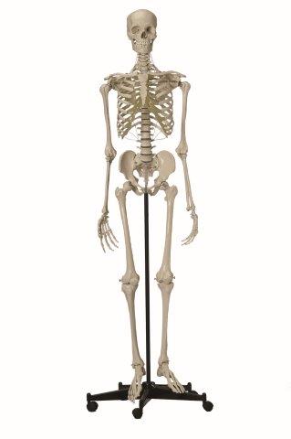 Skelett mit Stativ
