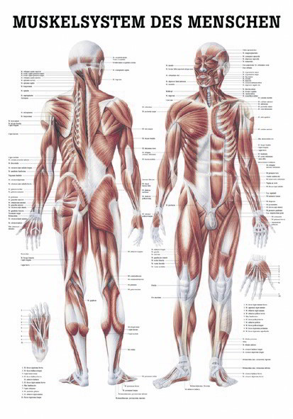 Lehrtafel - Muskelsystem des Menschen